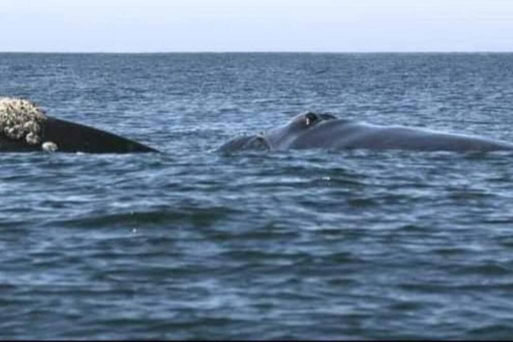 65Oncliff Ξενοδοχείο Gansbaai Εξωτερικό φωτογραφία